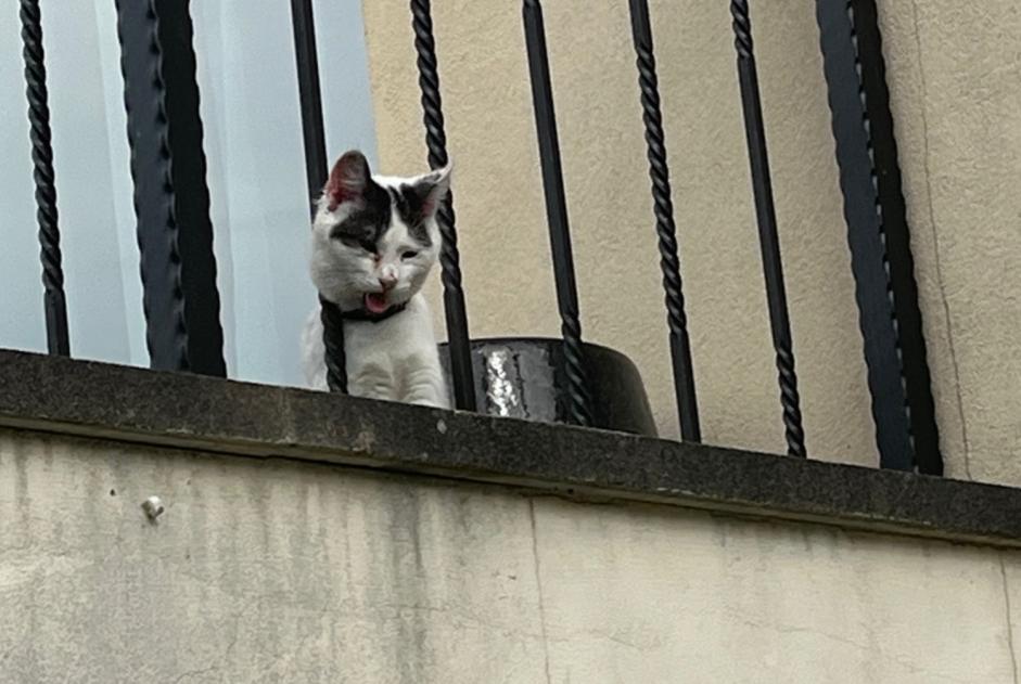 Fundmeldung Katze Unbekannt Savigny-sur-Orge Frankreich Fundmeldung Katze Unbekannt Savigny-sur-Orge Frankreich