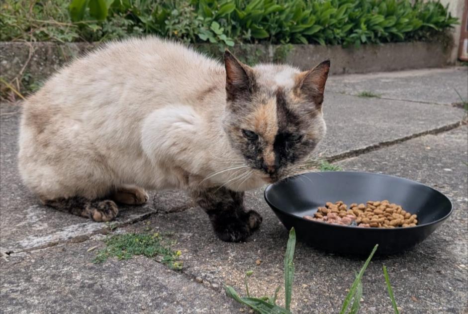 Fundmeldung Katze  Weiblich Brétigny-sur-Orge Frankreich