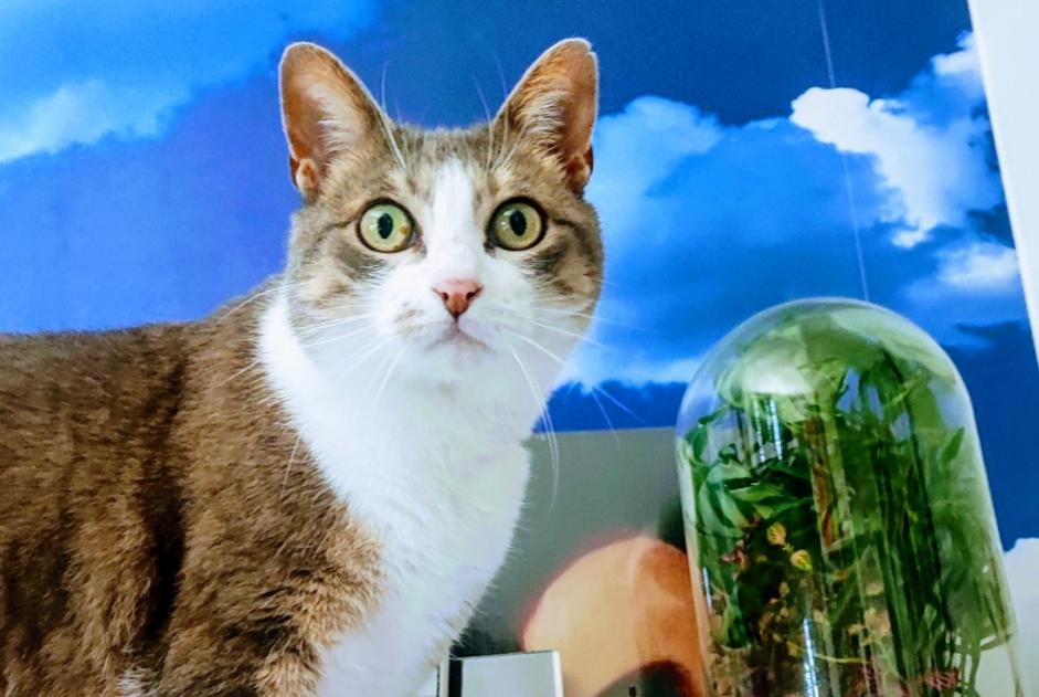 Alerta de Desaparición Gato  Hembra , 9 años Athis-Mons Francia