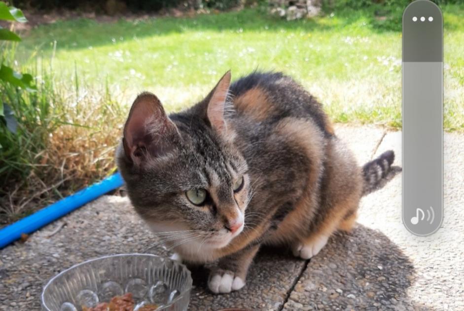 Alerte Découverte Chat Femelle , 1 année Dourdan France