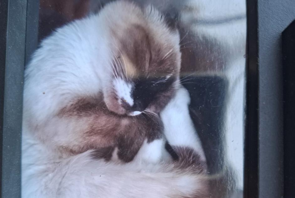 Alerte Disparition Chat croisement  Femelle , 5 ans Longpont-sur-Orge France