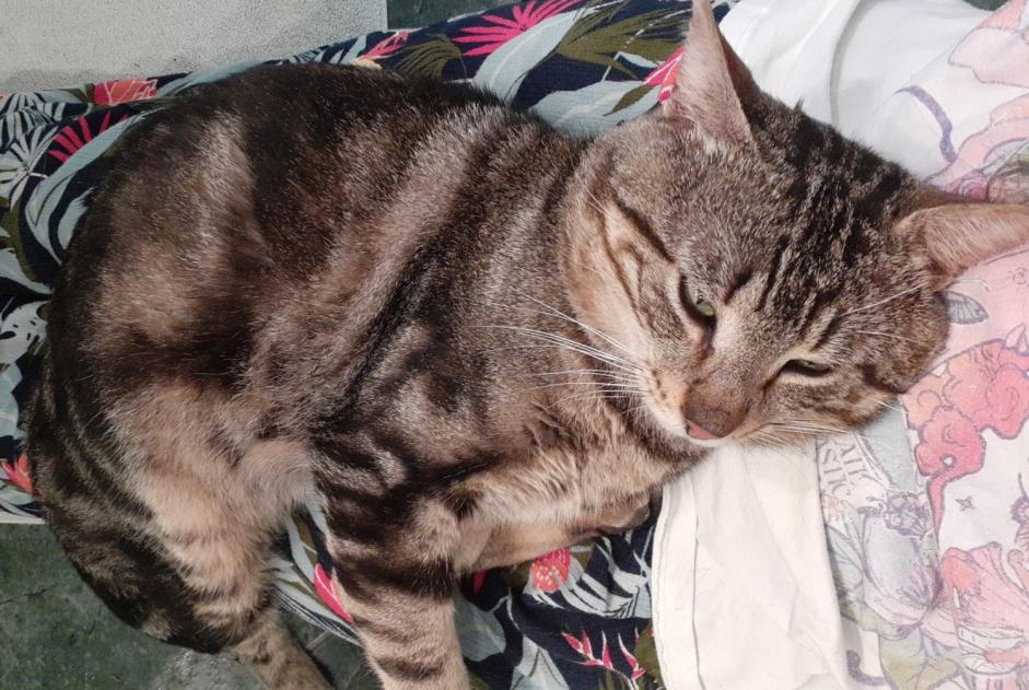 Avviso Ritrovamento Gatto Maschio , 4 anni Juvisy-sur-Orge Francia