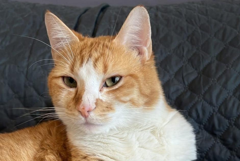 Avviso scomparsa Gatto Maschio , 3 anni Wissous Francia
