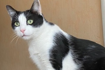 Avviso scomparsa Gatto Maschio , 5 anni Massy Francia